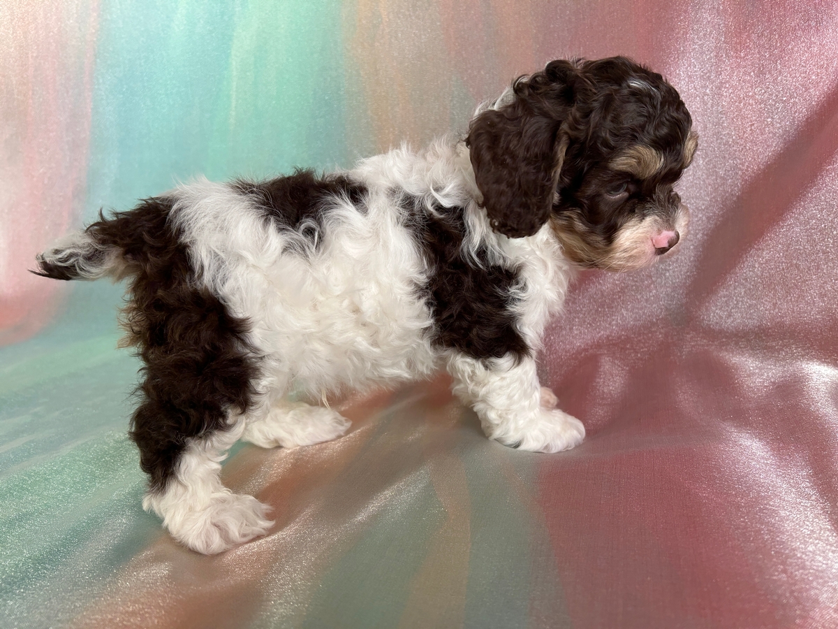 Chocolate and Tan Parti-Color Cockapoo Puppy for Sale DOB 10-24-2025 $950